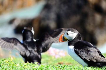 Vibrant Atlantic Puffin Perched on Grassy Cliff, Slatee Island: Striking Close-Up of this Iconic Seabird's Colorful Beak and Distinctive Plumage in Natural Habitat
