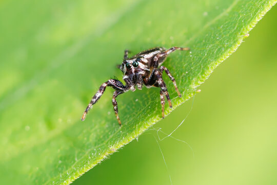 Jumping spider