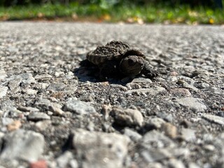 Close-up of a young snapping turtle on a tarmac road - Gros plan d'une jeune tortue serpentine sur une route goudronnée