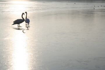 Two swans looking at each other against the light on a frozen lake - Deux cygnes se regardant en contre jour sur un lac gelé