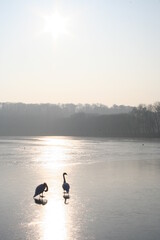swans on the frozen lake