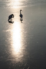 Two swans against the light on a frozen lake - Deux cygnes en contre jour sur un lac gelé