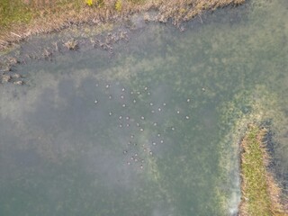 Vertical aerial view of a flock of wild geese on a pond - Vue aérienne à la verticale d'un groupe d'oies sauvages sur un étang