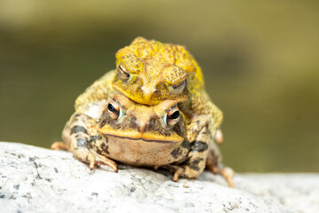 rana
