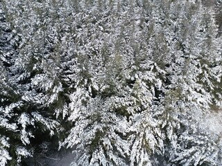 Aerial view of the snow-covered canopy of a fir forest - Vue aérienne de la canopée enneigée d'une forêt de sapins