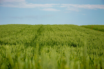 Obraz premium Vibrant green wheat field stretches across the landscape, reaching towards a bright blue sky with a few clouds present