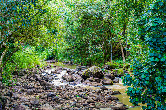 Water flows downstream through the forest.