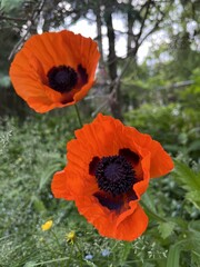 red poppy flower