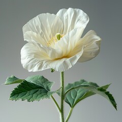 Elegant Oriental Poppy Flower with Delicate White Petals and Textured Green Leaves