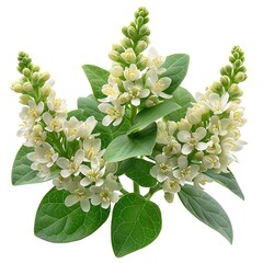 Mock Orange Flower Cluster with Green Leaves on Transparent Background Design