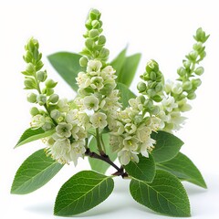 Closeup Branch of White Flowers with Green Leaves on a White Background