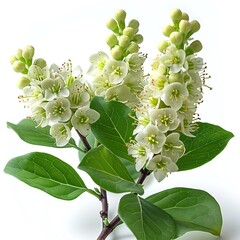 Blossoming Beauty White Flowers, Buds, and Green Leaves on White Background