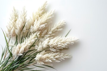 Elegant White Pampas Grass Plumes with Green Leaves on White Background, Soft Lighting