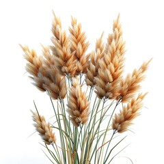 Ornamental Grass Plumes Isolated with White Background, Elegant Beige Fluffy Details