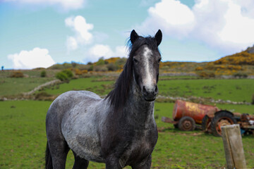 Obraz premium Irish Horse