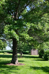 Trees in a Yard