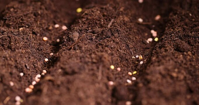 planting radish seeds in fertile soil with the addition of peat , a plot of land mixed with peat in which radish seeds are planted