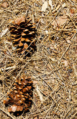 Dried Open Pine Cone On Ground With Twings And Needles