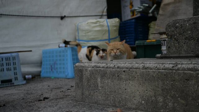 頭島の猫 （岡山県備前市, 2025年1月）