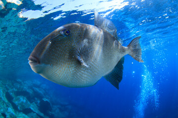 A triggerfish watches us curiously on a clear day near the surface.