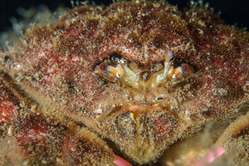 Underwater hunter The pincers of the sea stone crab threaten its victims.