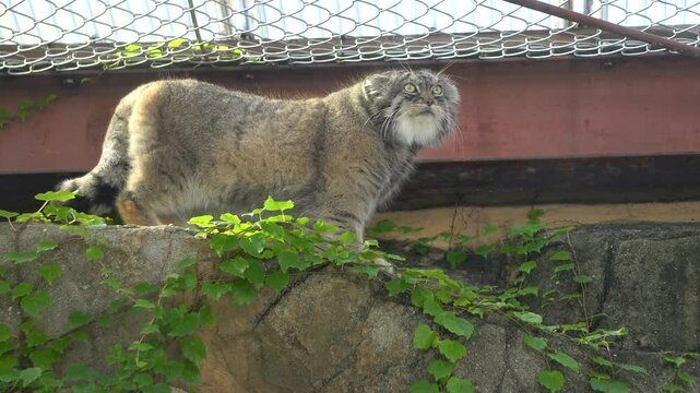 The Pallas's cat (Otocolobus manul), also known as the manul