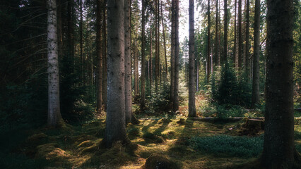Losing light, Bakethin Nature Reserve, Kielder Forest, Northumberland June 2025