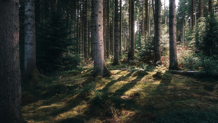 Losing light, Bakethin Nature Reserve, Kielder Forest, Northumberland June 2025