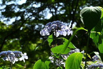 Hydrangea flower. Seasonal flower background material. It is a flower that brightens up the gloominess of the rainy season and is a seasonal feature of Japan.