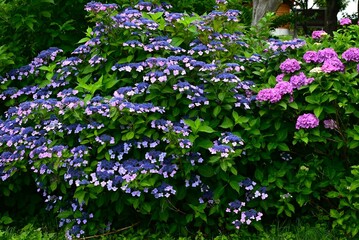 Hydrangea flower. Seasonal flower background material. It is a flower that brightens up the gloominess of the rainy season and is a seasonal feature of Japan.