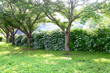 Hydrangea flower. Seasonal flower background material. It is a flower that brightens up the gloominess of the rainy season and is a seasonal feature of Japan.