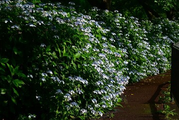 Hydrangea flower. Seasonal flower background material. It is a flower that brightens up the gloominess of the rainy season and is a seasonal feature of Japan.