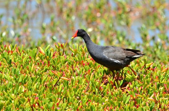 GALLINETAS COM&Uacute;N