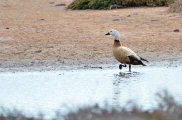 Obraz premium TARRO CANELO