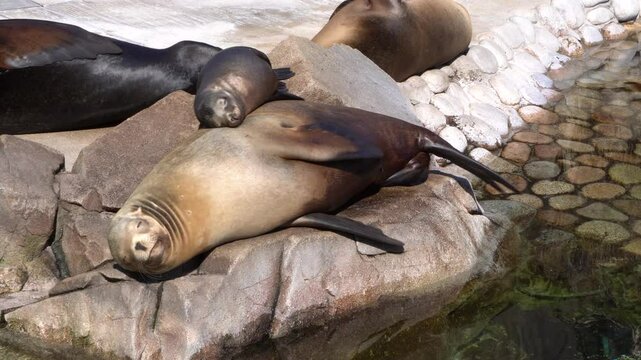 A baby California sea lion rubbing against its mother