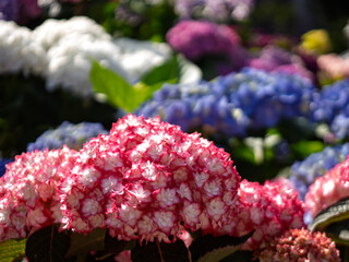 満開のあじさいの花