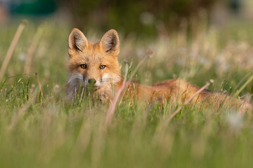 Red fox in Grass