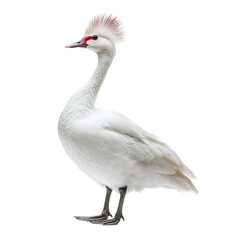 Obraz premium White duck full body, standing side view, isolated on transparent background.