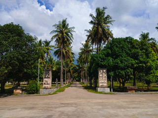 Fototapeta premium palm trees in the park