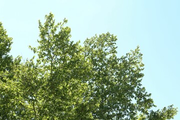 Trees with branches and leaves under blue sky, low angle view
