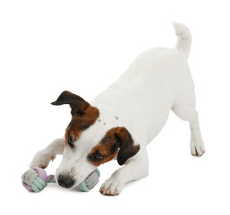 Cute dog playing with owner and toy on white background, closeup. Lovely pet