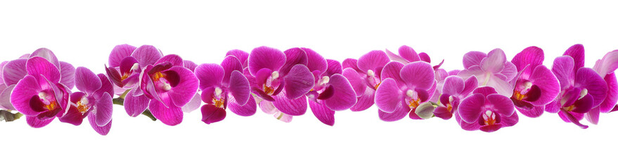 Beautiful orchid flowers on white background, banner design