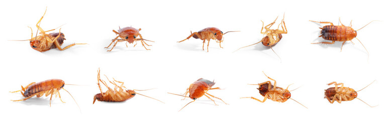 Set of many cockroaches isolated on white