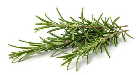 Fototapeta premium Close up shot of several sprigs of fresh rosemary herb lying on a white surface in bright light