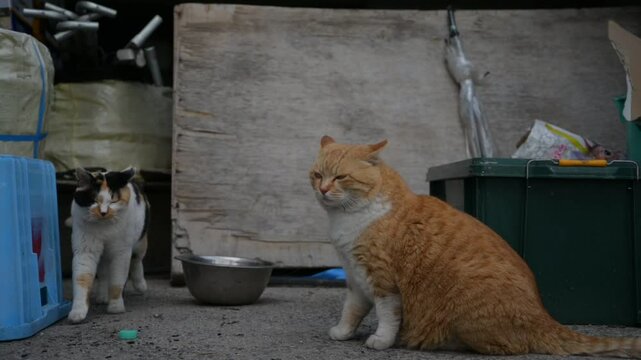 頭島の猫 （岡山県備前市, 2025年1月）