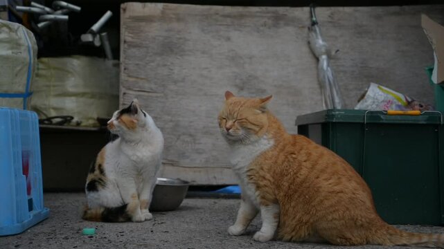 頭島の猫 （岡山県備前市, 2025年1月）