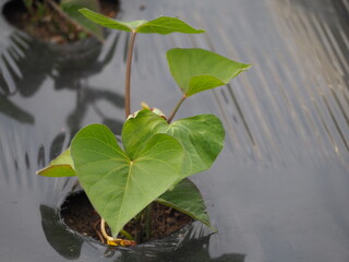 家庭菜園　さつまいも畑