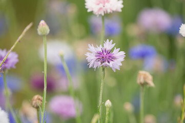 Blue and purple flowers
