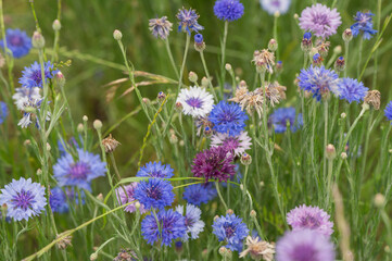 purple flowers in the field