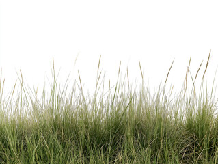Fototapeta premium Lush green grass swaying gently in the breeze under bright daylight in a natural outdoor setting